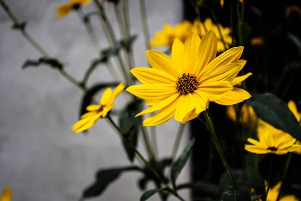 Helianthus Laetiflorus Веселий Соняшник Або Багаторічний Соняшник Рослина Родині Asteraceae — стокове фото
