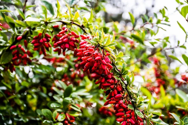 Arbusto Berberis Vulgaris Con Frutos Rojos También Conocido Como Agracejo — Foto de Stock