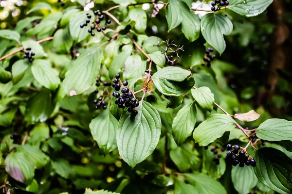 stock image Cornus amomum or the silky dogwood. Other names include red willow, silky cornel, kinnikinnick, and squawbush.