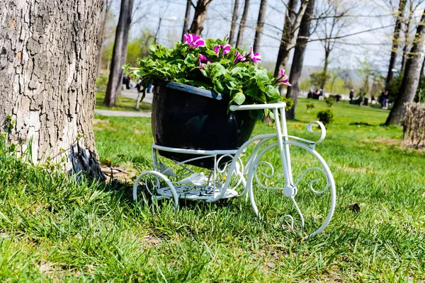 White decorative bicycle equipped with a basket for flowers. Flowerpot with petunias in the bicycle basket.