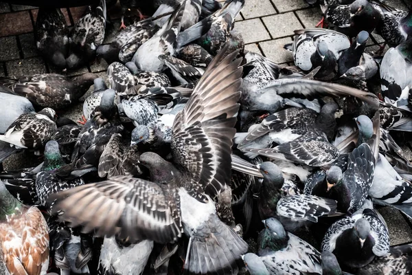 Viele Tauben Fressen Weizen Betonpflaster — Stockfoto