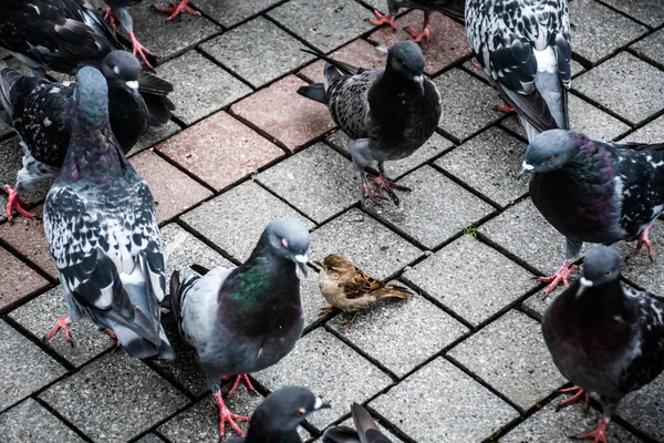 Tauben Und Ein Sperling Stehen Zusammen Vögel Warten Auf Nahrung — Stockfoto
