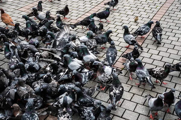 Tauben Und Ein Sperling Stehen Zusammen Vögel Warten Auf Nahrung — Stockfoto