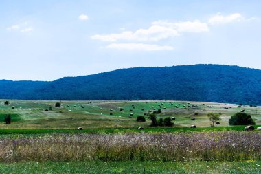 Sahada yuvarlak balyalarla Hırvatistan 'dan manzara.