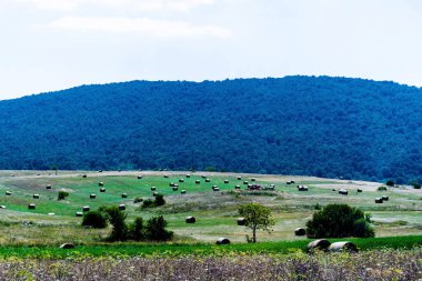 Sahada yuvarlak balyalarla Hırvatistan 'dan manzara.