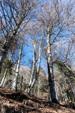 Cota 1400 metre ile St. Ana inzivası arasındaki orman. Sinaia, Romanya.