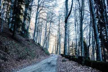 Romanya 'nın Sinaia kentindeki Saint Ana inzivası 1400 metre. Sinaia, Romanya