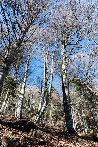 Cota 1400 metre ile St. Ana inzivası arasındaki orman. Sinaia, Romanya.
