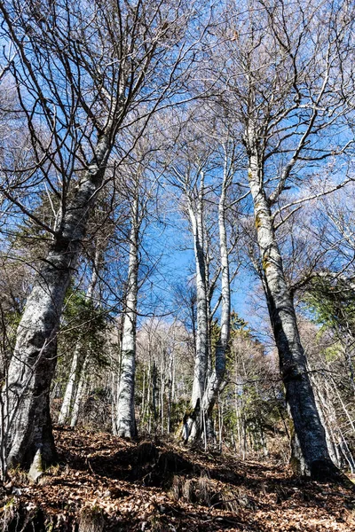 Romanya 'nın Sinaia kentindeki Saint Ana inzivası 1400 metre. Sinaia, Romanya