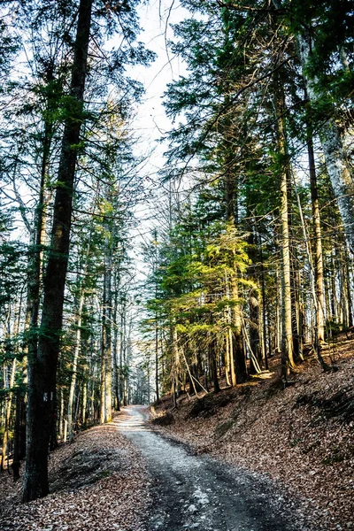 Romanya 'nın Sinaia kentindeki Saint Ana inzivası 1400 metre. Sinaia, Romanya
