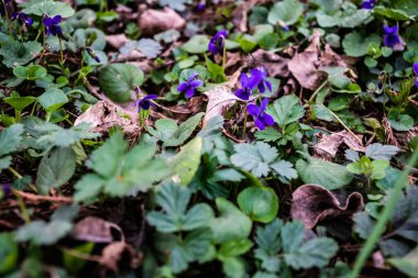 Viola odorata, küçük dayanıklı bitkisel çiçek, genellikle ahşap menekşe, tatlı menekşe, bahçe menekşesi olarak bilinir..