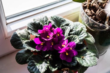 Streptokarpus tarikatı olan saksılar. Pencerede azizler ve orkideler var.
