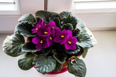 Streptocarpus sect. Saintpaulia. Species and cultivars are commonly called African violets or saintpaulias. clipart