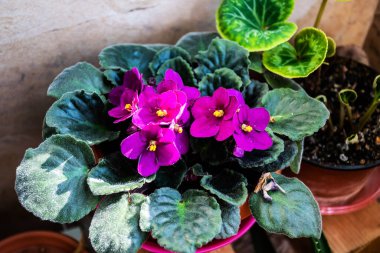 Streptokarpus tarikatı olan saksılar. Aziz Paulia ve Siklamen.