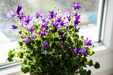 Campanula burcu, duvar çanı çiçeği güçlü, düşük büyüyen, tümsek oluşturan, mor çiçekleri olan bir ebediyettir. Diğer yaygın isimler arasında Dalmaçyalı çan çiçekleri, Adria çan çiçekleri ve Campanula duvar resimleri yer alıyor..