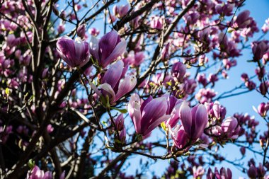Magnolia soulangeana, uçan daire manolyası. Beyaz, pembe ve mor tonlarında büyük, erken çiçek açan bir yaprak döken ağaçtır..