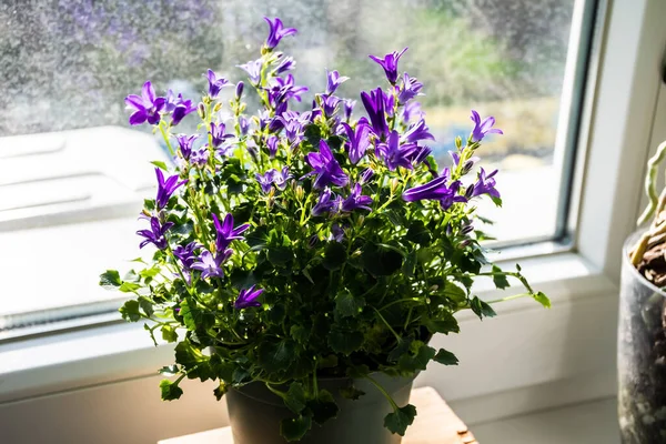 stock image Campanula portenschlagiana, the wall bellflower is a vigorous, low-growing, mound-forming evergreen perennial with deep purple flowers. Other common names include Dalmatian bellflower, Adria bellflower and Campanula muralis.