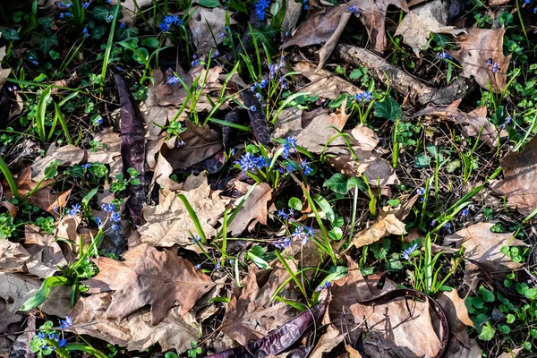 비폴리아 Scilla Bifolia Gleditsia Triacanthos 꼬투리로 둘러싸여 초식성 다년생 식물이다 — 스톡 사진