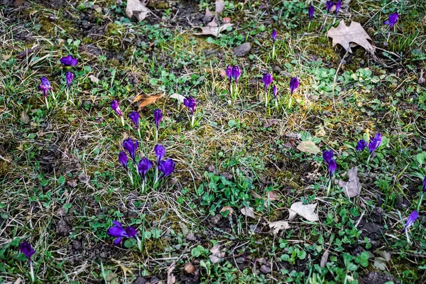 Kwitnący Fioletowy Krokus Vernus Krokus Wiosenny Olbrzymi Krokus — Zdjęcie stockowe
