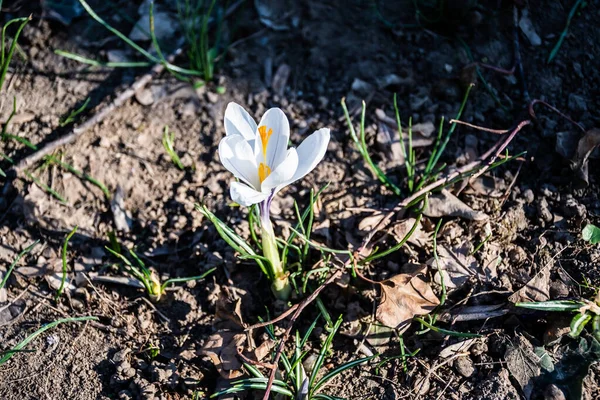 Crocus Vernus Güzel Çiçekleri — Stok fotoğraf