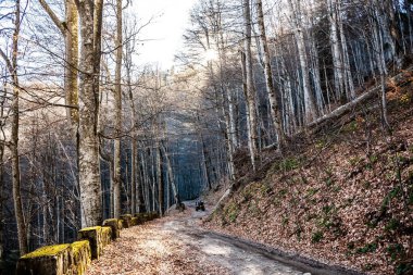 Bir grup ATV orman yolunda..