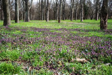 İlkbaharın başlarında ağaçlar arasında Lamium purpureum.