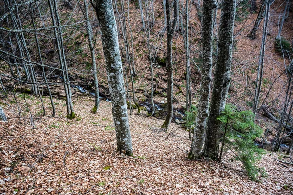 秋天有一条小河的森林景观 — 图库照片