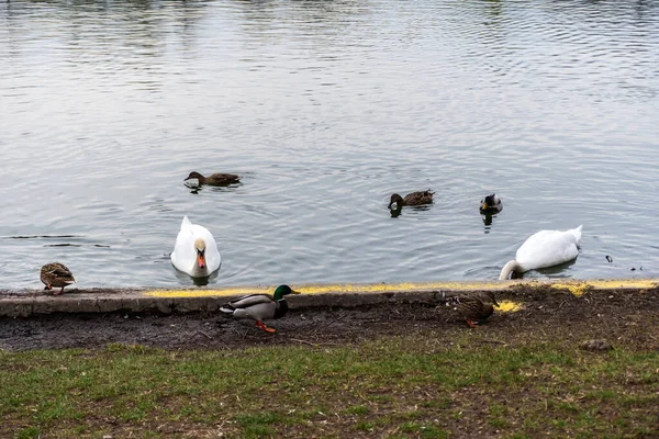Schwäne Enten Und Möwen Fressen Vom Ufer Des Sees — Stockfoto
