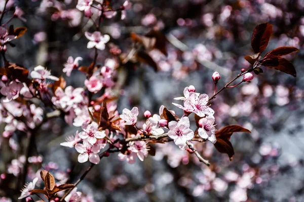 Flowers of Prunus cerasifera, species of plum known by the common names cherry plum and myrobalan plum.