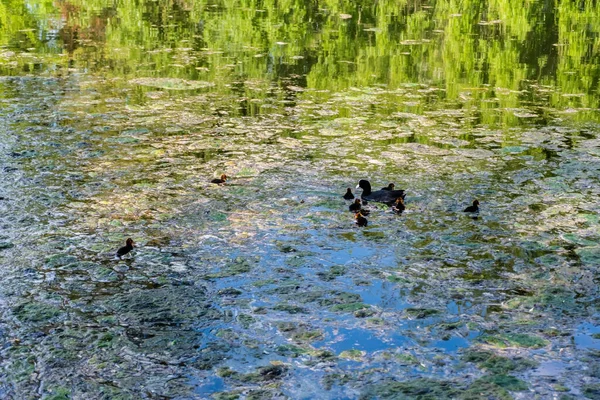 Pássaro Coot Eurasiático Com Pintos Pequenos Lago Com Seda Água — Fotografia de Stock