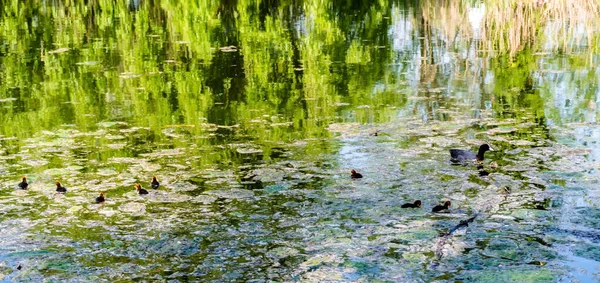 Pássaro Coot Eurasiático Com Pintos Pequenos Lago Com Seda Água — Fotografia de Stock