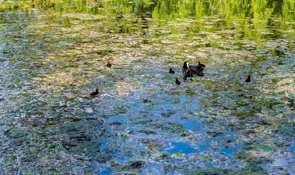 Euraziatische Koet Vogel Met Kleine Kuikens Een Meer Met Water — Stockfoto