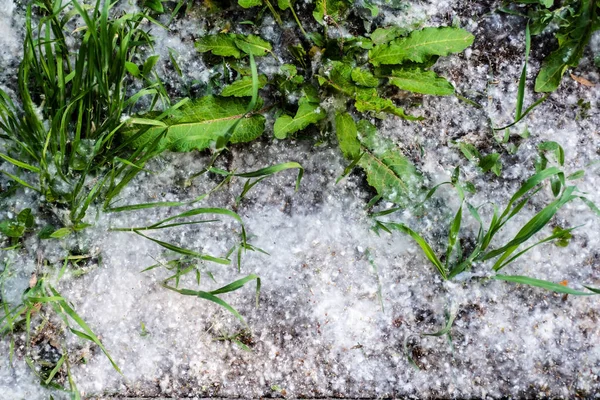 Трава Сплетни Туполистные Окружении Тополя Пух — стоковое фото