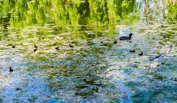 Pájaro Cascarrabias Euroasiático Con Pollitos Lago Con Seda Agua —  Fotos de Stock