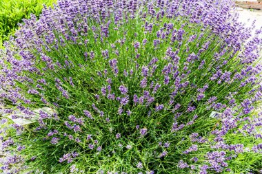 Lavandula ya da lavanta çiçekleri bahçeye ekilir.
