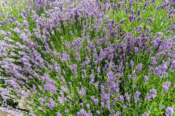 Stock image Lavandula or lavender flowers planted in a garden.