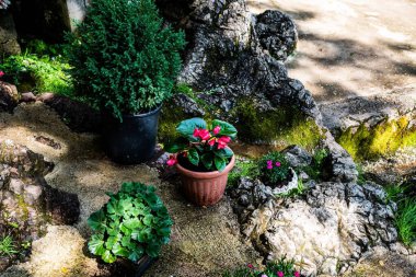 Sardunya, begonya ve juniperus chinensis gibi saksıları olan bahçe..