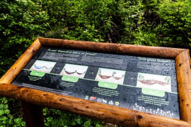 SUCEAVA İlçesi, ROMANIA - 26 Haziran 2023: Tinovul.