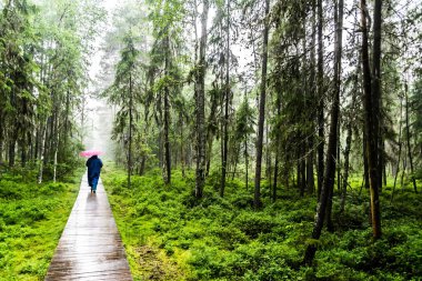 Tinovul the Stampei, doğal rezervasyon, oligotrofik ormanlık bataklıkların doğal alanı. Suceava Eyaleti, Romanya.