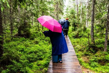 SUCEAVA İlçesi, ROMANIA - 26 Haziran 2023: Tinovul.