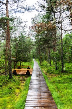 Tinovul the Stampei, doğal rezervasyon, oligotrofik ormanlık bataklıkların doğal alanı. Suceava Eyaleti, Romanya.