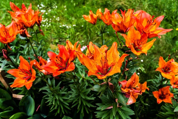 ガーデンに植えられたリウム球根 共通の名前オレンジリリーまたはファイヤーリリーの花 ストック画像