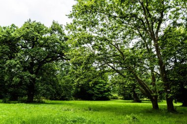 Platanus ormanının ortasında bir çayır..