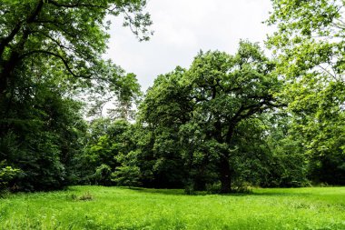 Platanus ormanının ortasında bir çayır..