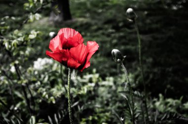 Papaver orientale, the Oriental poppy, is a perennial flowering plant native to the Caucasus, northeastern Turkey, and northern Iran.