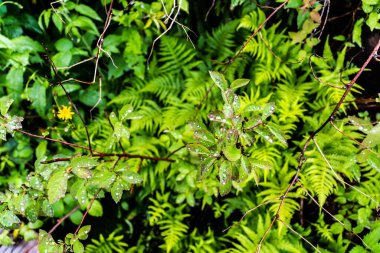Spiraea chamaedryfolia, yaygın adı Germander Meadowsweet veya karaağaç yapraklı spirea ve yağmur damlaları.