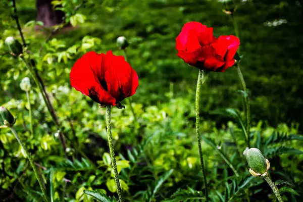 Papaver Orientale Oriental Poppy Perennial Flowering Plant Native Caucasus Northeastern — Photo