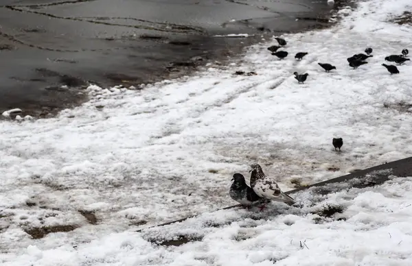 Pigeons on melted snow. Doves in winter on the snow.