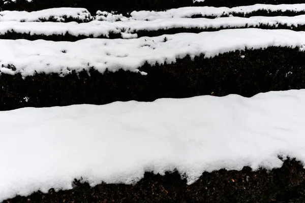 Decorative Shrub Covered Snow — Stock Photo, Image