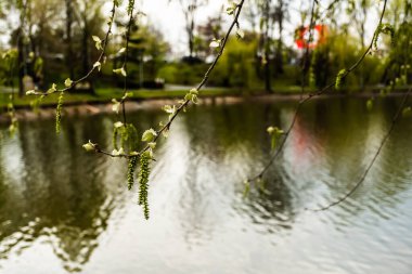 Kavak ağacının sarkık kadifeleri (populus canescens), gri kavak ağacı.